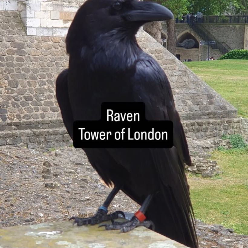 One of the Tower of London ravens